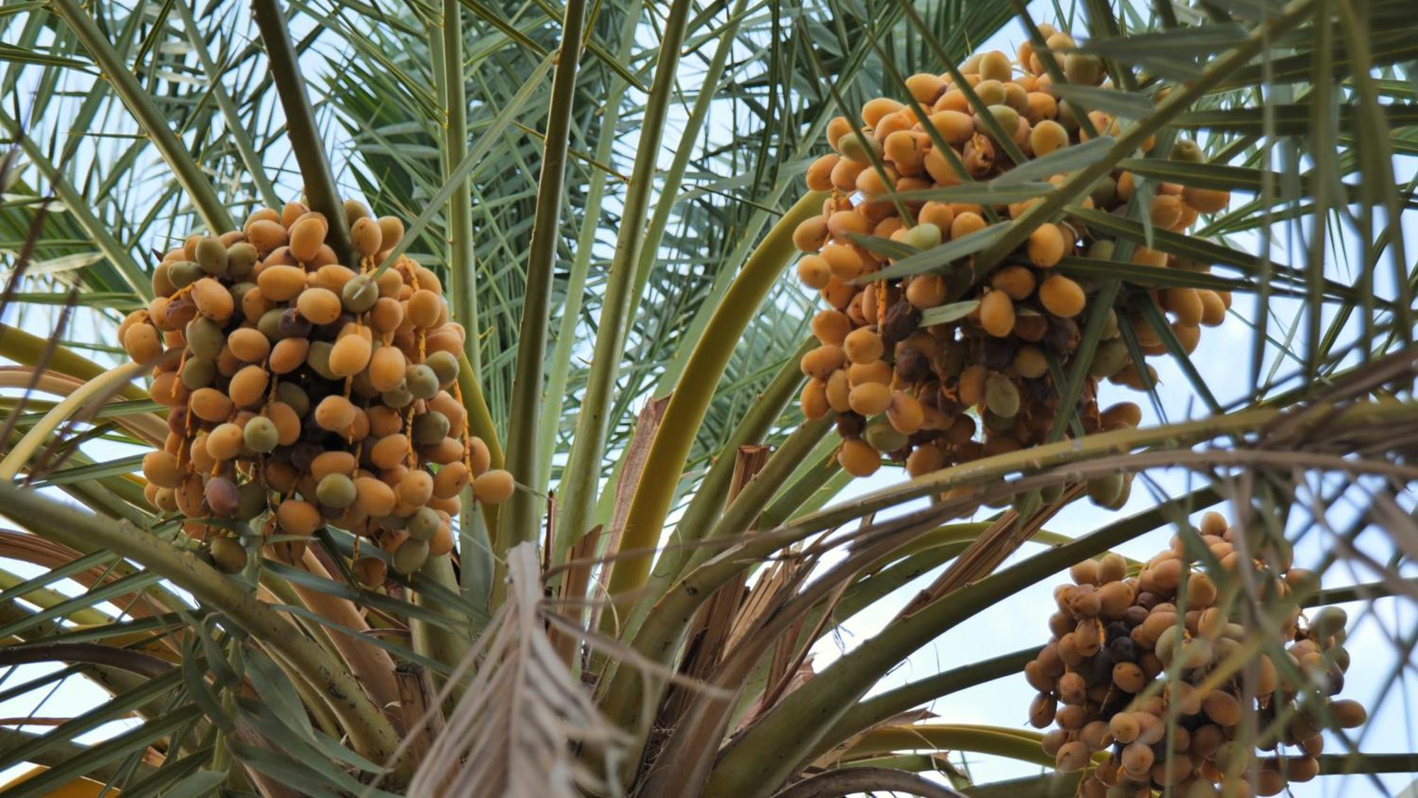 Palms Residence Inn دار النخيل Nizwa Eksteriør bilde